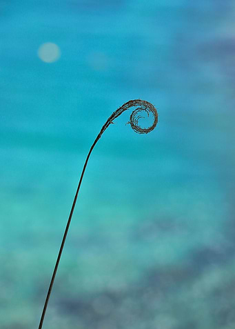 Curl of the Sea