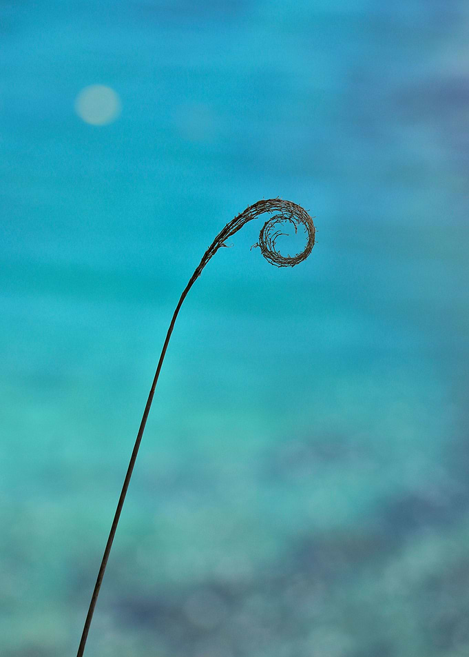 Curl of the Sea