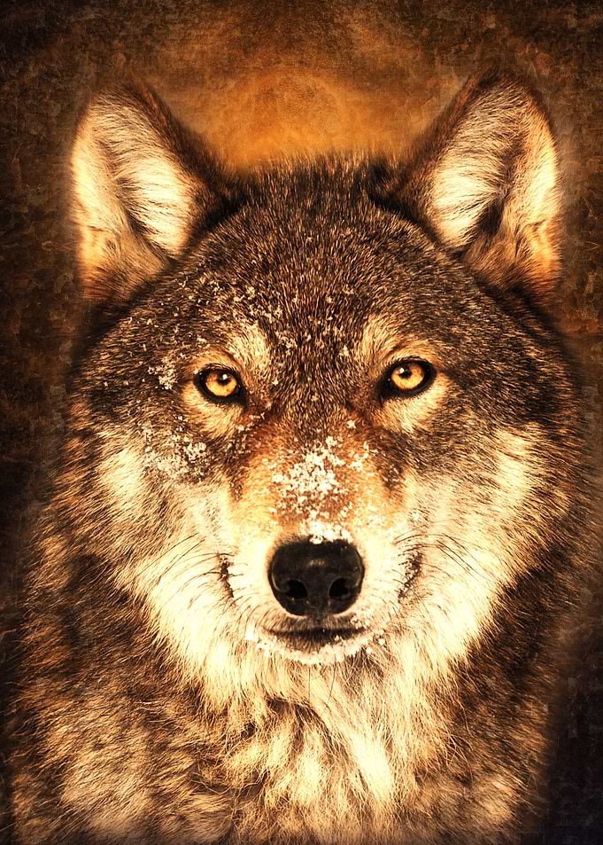 Wolf 7