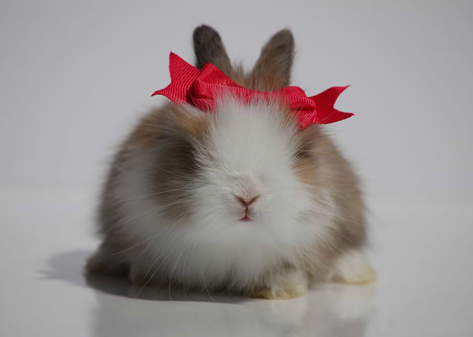 Angora Bunny