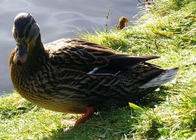 Lady Duck Digital Art