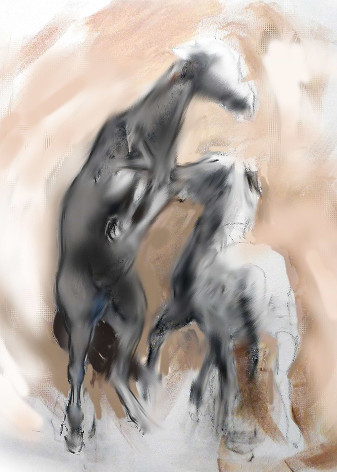 Two Mustang Stallions