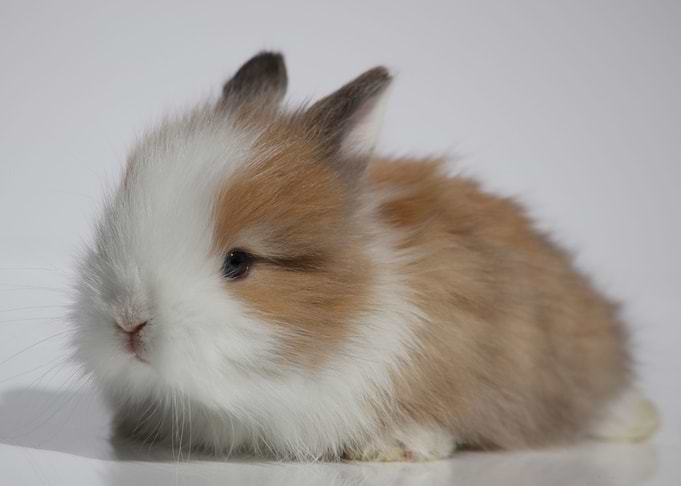 The Angora Bunny