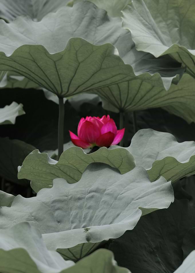 Natures Pink