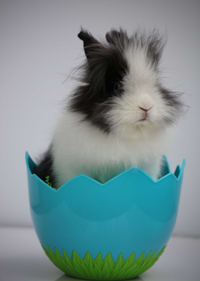 Easter Surprise