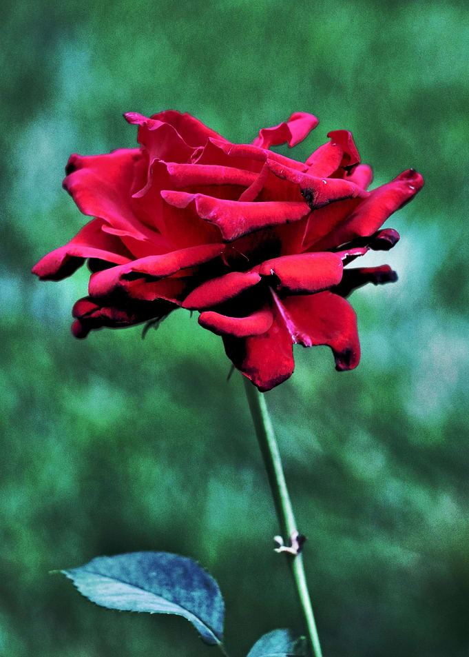 Withered Rose