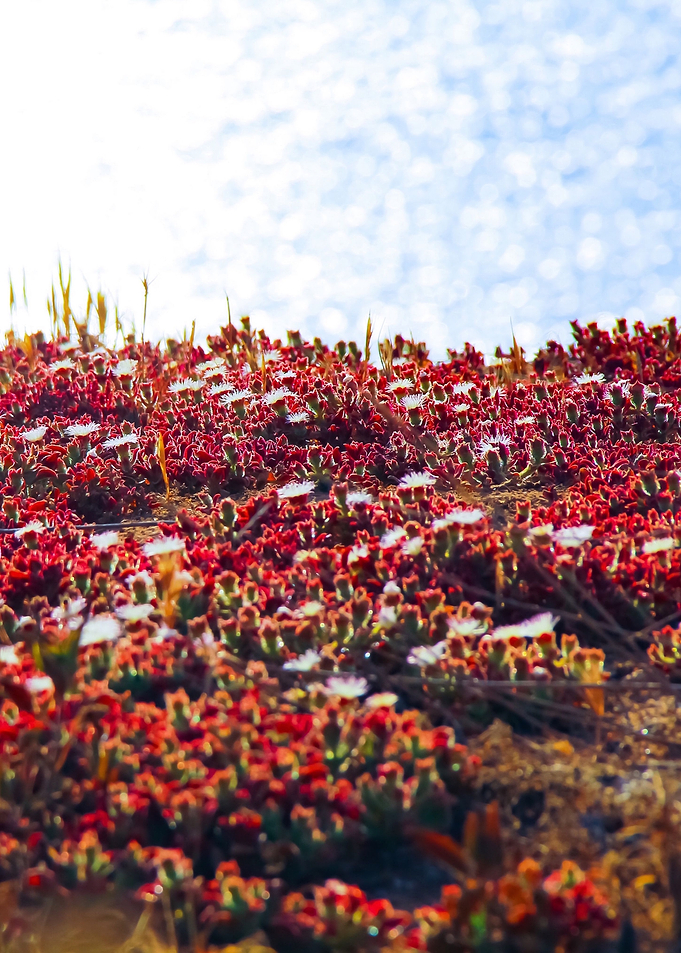blooming red flowers