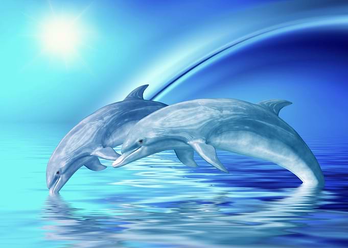 Dolphins Freedom