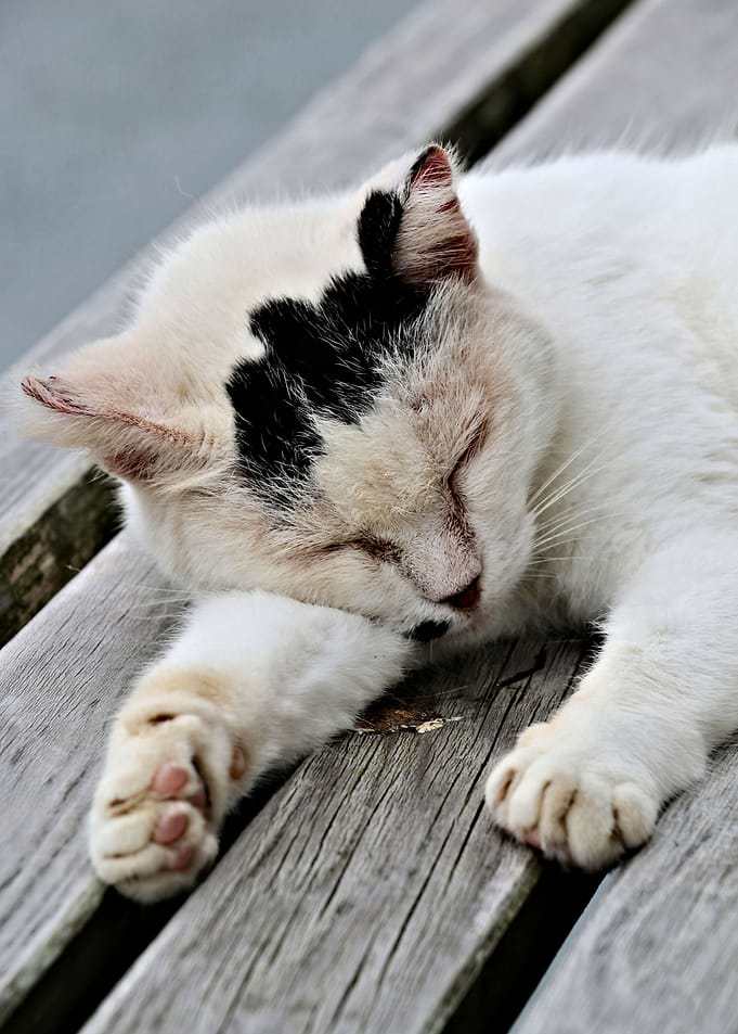 Cat Dreaming