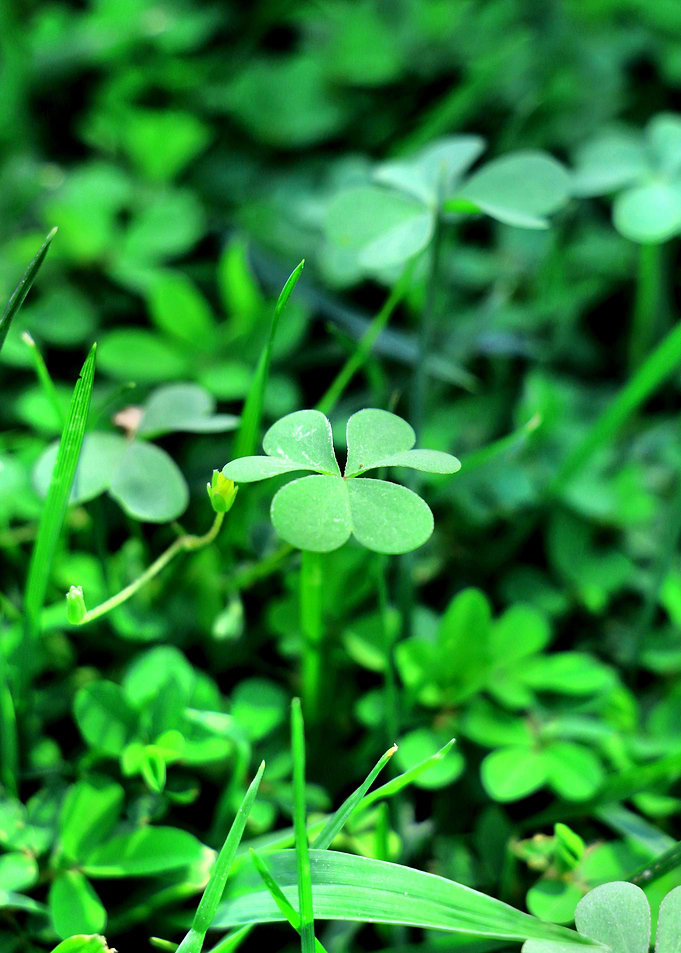 Clover Stay