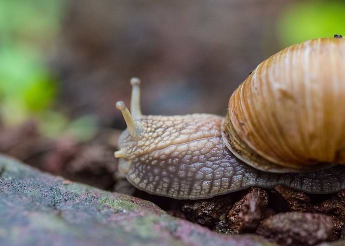 Snail