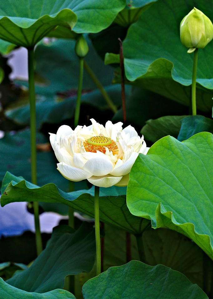 Lily Baby