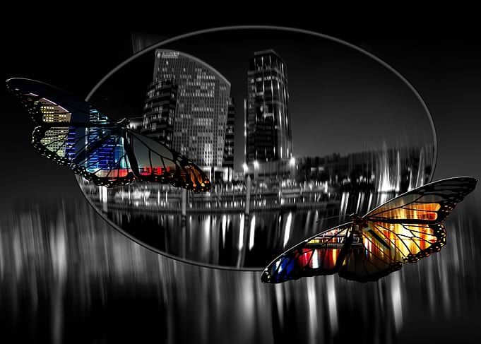 City butterflies