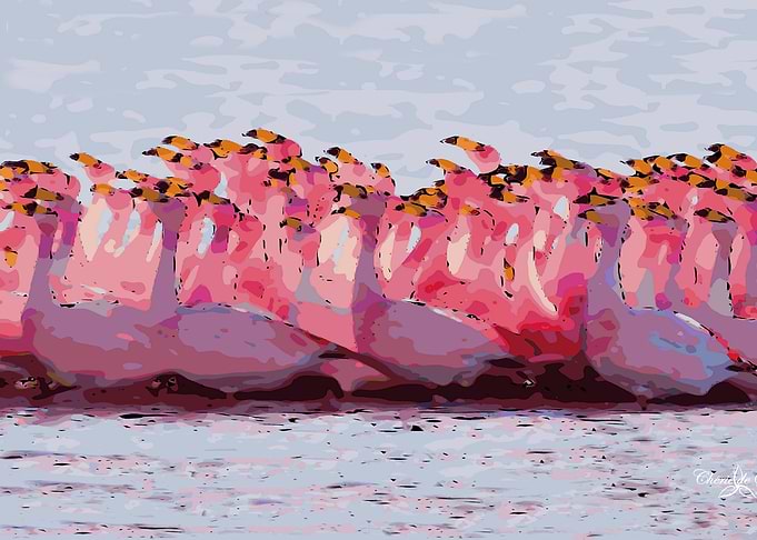 Flamingo Flock In Bay