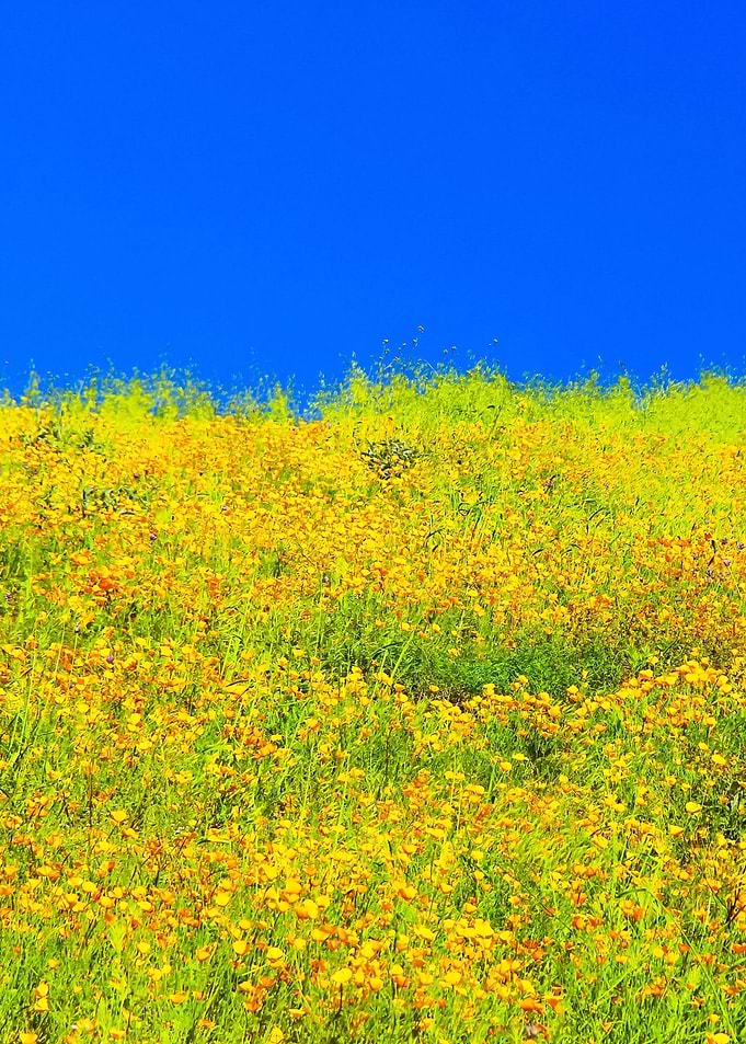 poppy flower field
