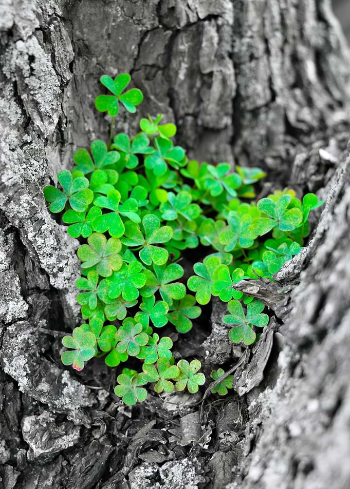 Clover Cluster