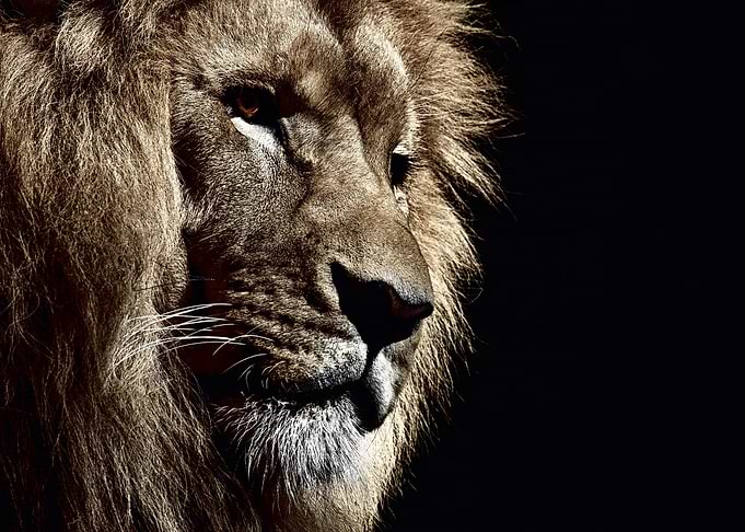 Lion face