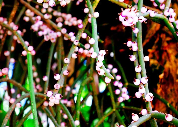 PINK AND GREEN