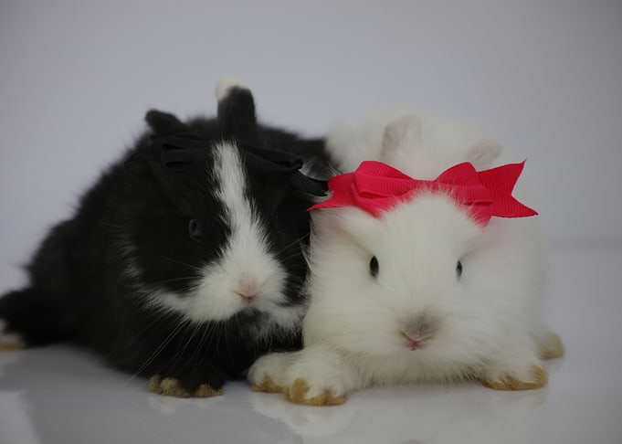 Ebony and Ivory