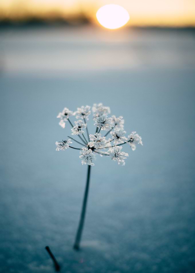 Sunset Flower