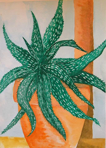 Aloe in watercolor