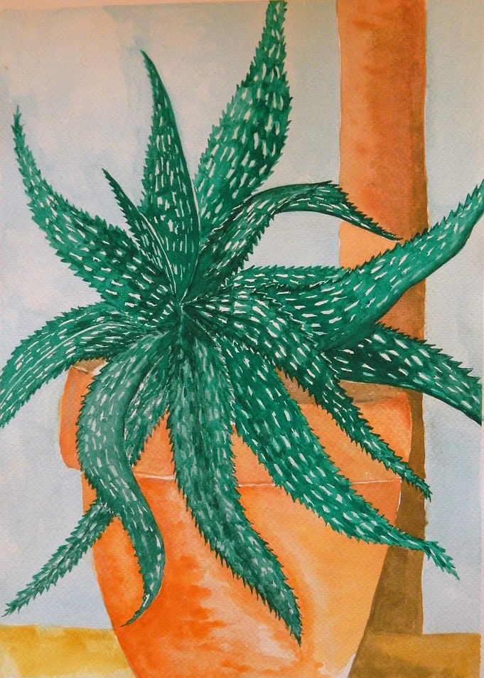 Aloe in watercolor