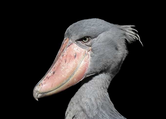 The Shoe bill stork