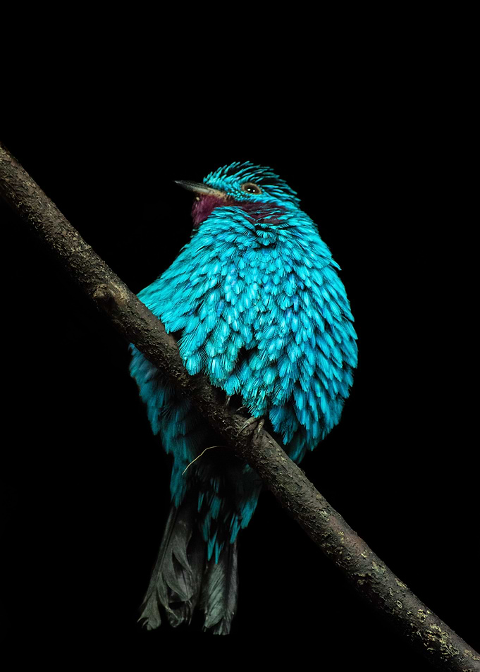 Bird