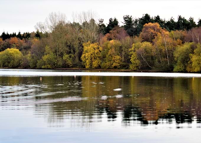Trees Reflected 1