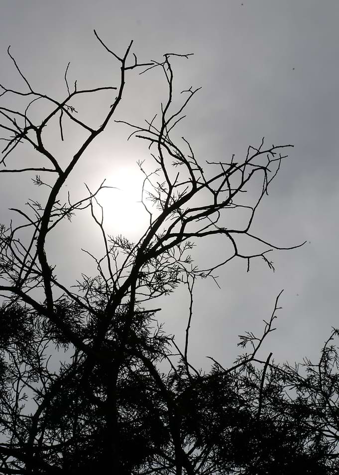Silhouette Nightshine