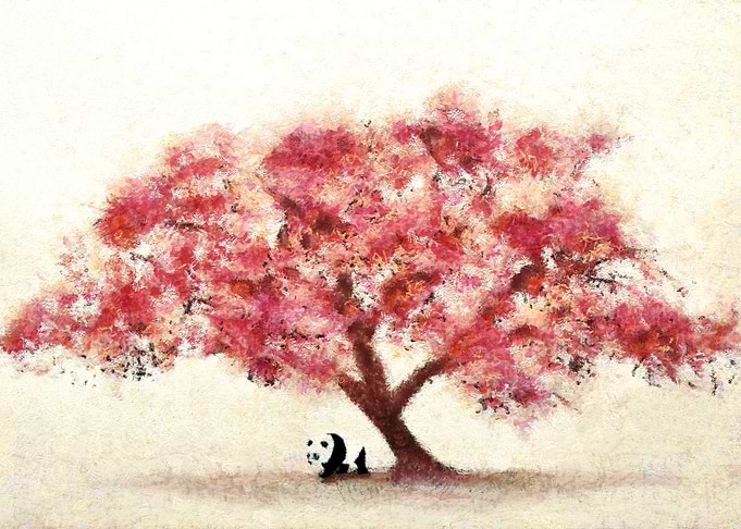 Cherry Blossom and Panda