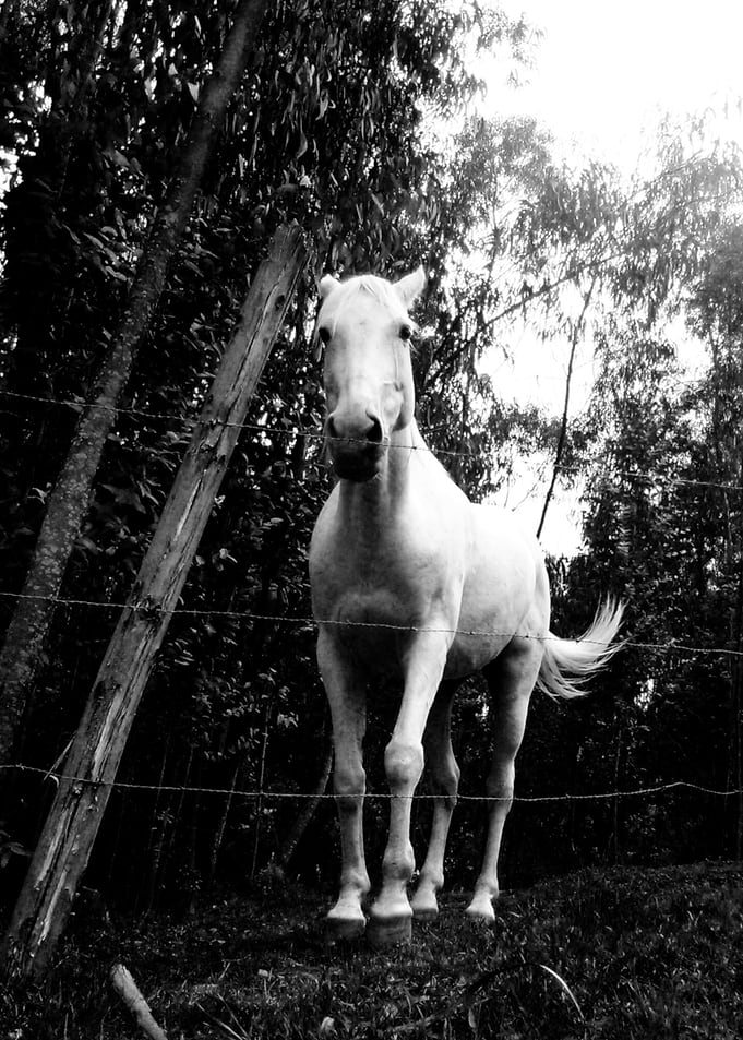 White Horse