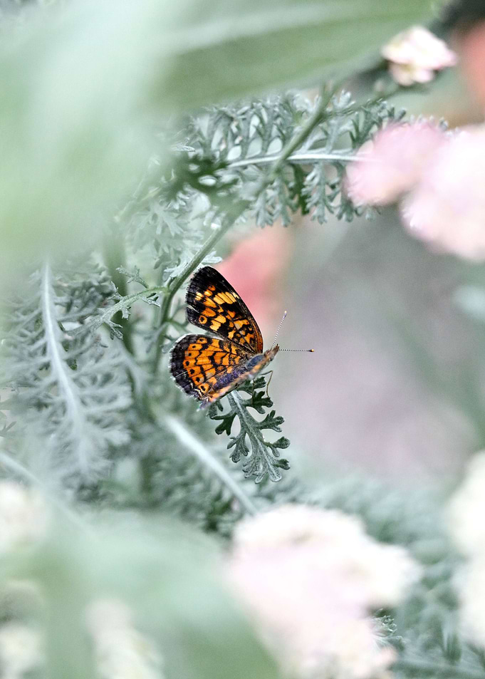 Butterfly Flutter