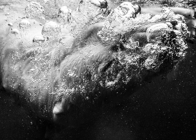 ice bear under water