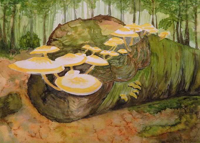 Mushrooms
