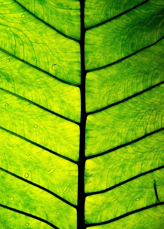 Leaf