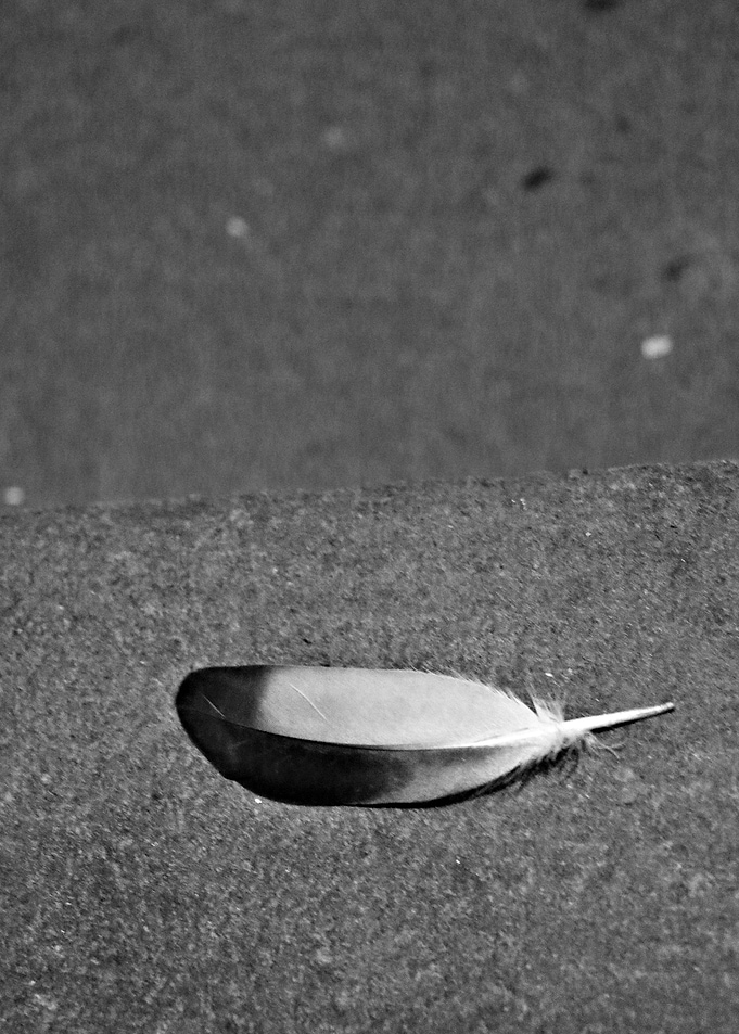 Fallen Feather