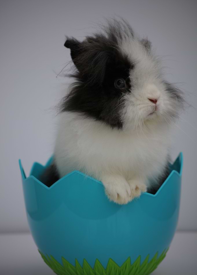 Easter Surprise