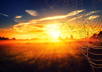 Colorful sunrise cobweb