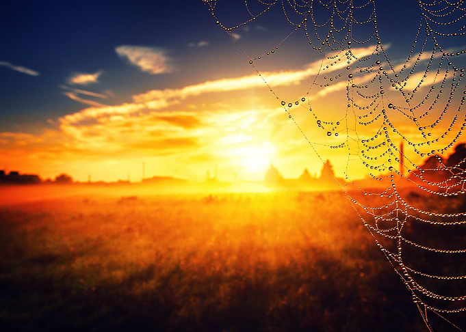 Colorful sunrise cobweb