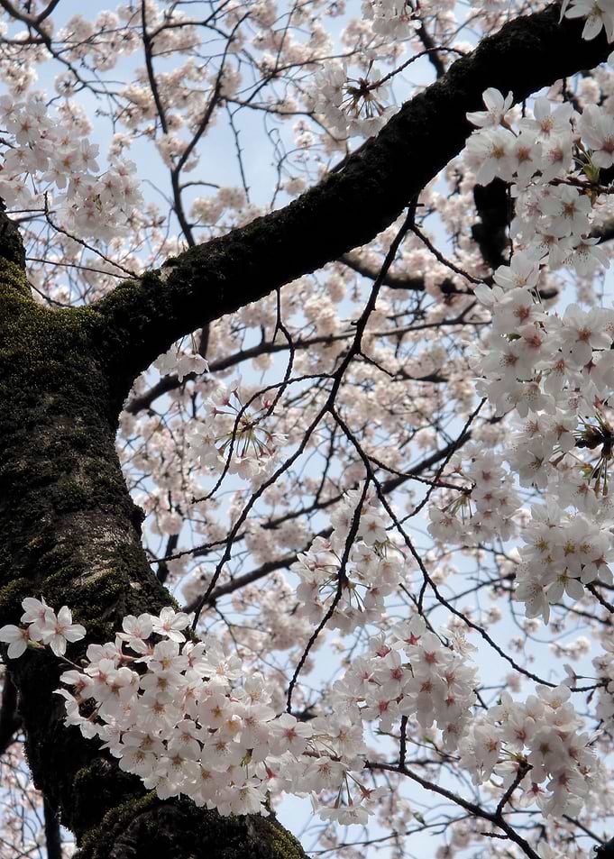 Sakura Blooming