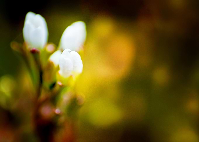 macro flowers kwiatki buds