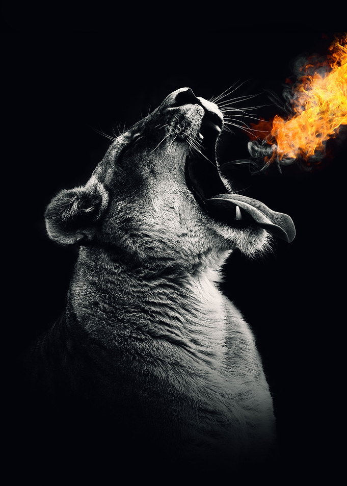 Lion head wit fire