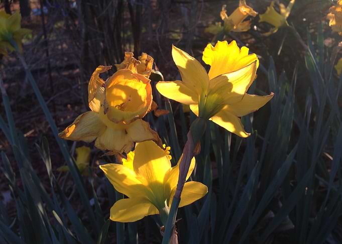 Daffodils