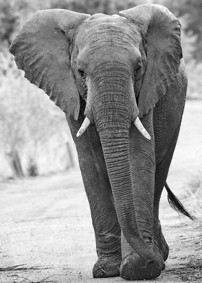Elephant is walking