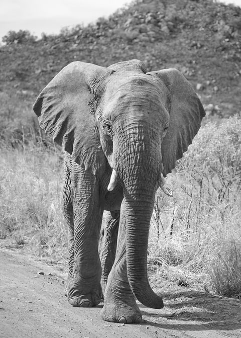 Elephant Pila