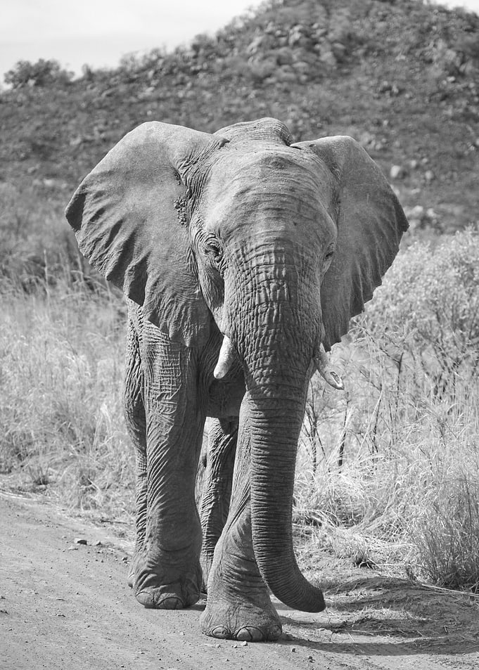 Elephant Pila