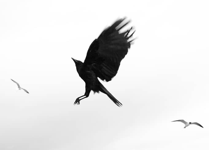 Bird in flight