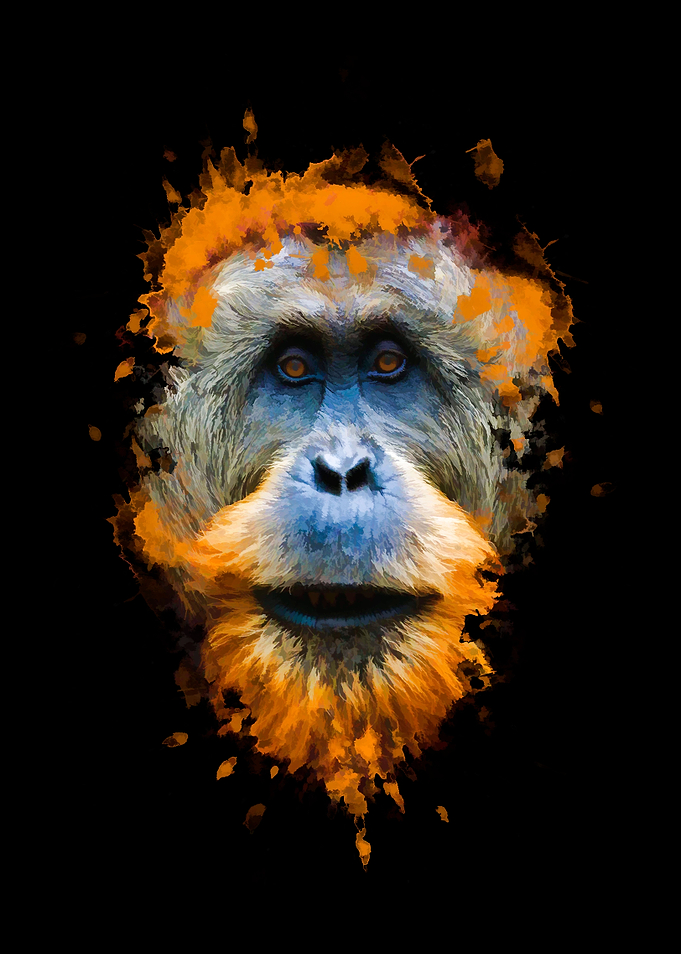 Orangutan monkey