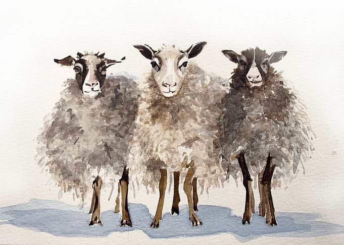 Watercolor sheeps